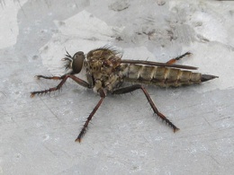 Dit beest heb ik in Baden-Baden leren kennen als een Bremse - een venijnig stekend vliegje.Deze deed gelukkig nix. We zagen hem bovenin de uitkijktoren.