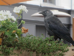 Mijn zoon die aan dit album ook een forse bijdrage heeft geleverd, fotografeerde tijdens de lunch op de Ginnekenmarkt in Breda enkele torenkraaien.