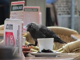 Ik denk dat het nogal jonge exemplaren zijn.  bij Ginnekenmarkt.