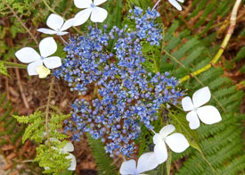 Paars is de dominante bloemkleur op Madeira. Dit is wel een bijzonder exemplaar met twee soorten bloemen.