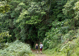 Lopende door het groen horen we de levada wel, maar we zien haar niet.