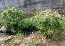 Parapluplanten in de gracht.