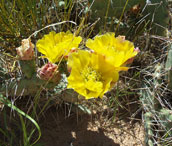 De cactussen kunnen natuurlijk wel een stootje hebben. Ze bloeien nu.