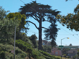 Naast het Golden Gate Park kent San Francisco nog veel meer groen. Met soms imposante bomen.