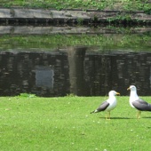 Meeuwen in conclaaf aan de Vredenoordkade.