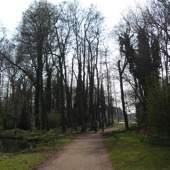 Deze na-oorlogse bomen hebben al een flinke hoogte bereikt.