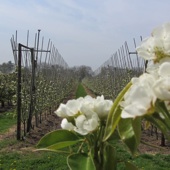 Laagstamfruitbomen hebben de hoogstamboomgaarden verdrongen. Makkelijker, maar minder mooi om te zien.