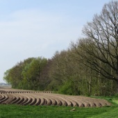 Zouden dit aspergevelden zijn?