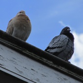 Beesten in Beesd: stadsduiven.